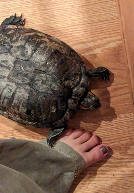Rescue turtle on the floor near Debbie's foot.