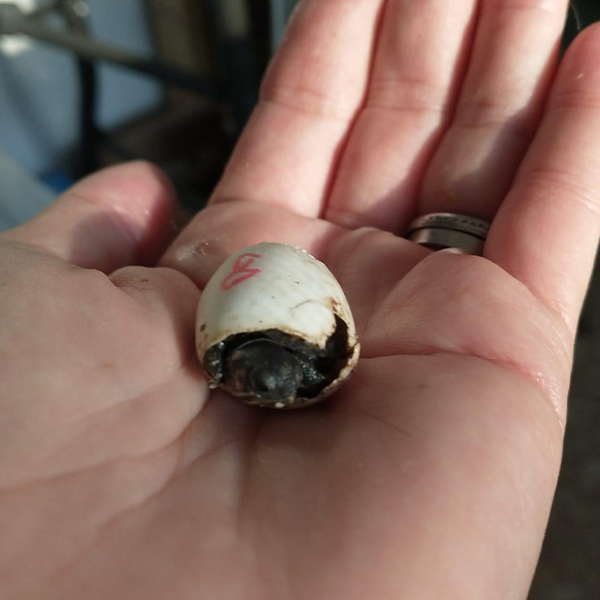 Hand with baby turtle breaking out of its shell