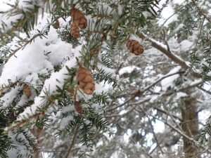 a close up of a hemlock branch with small pine cones hanging from it and snow covering it