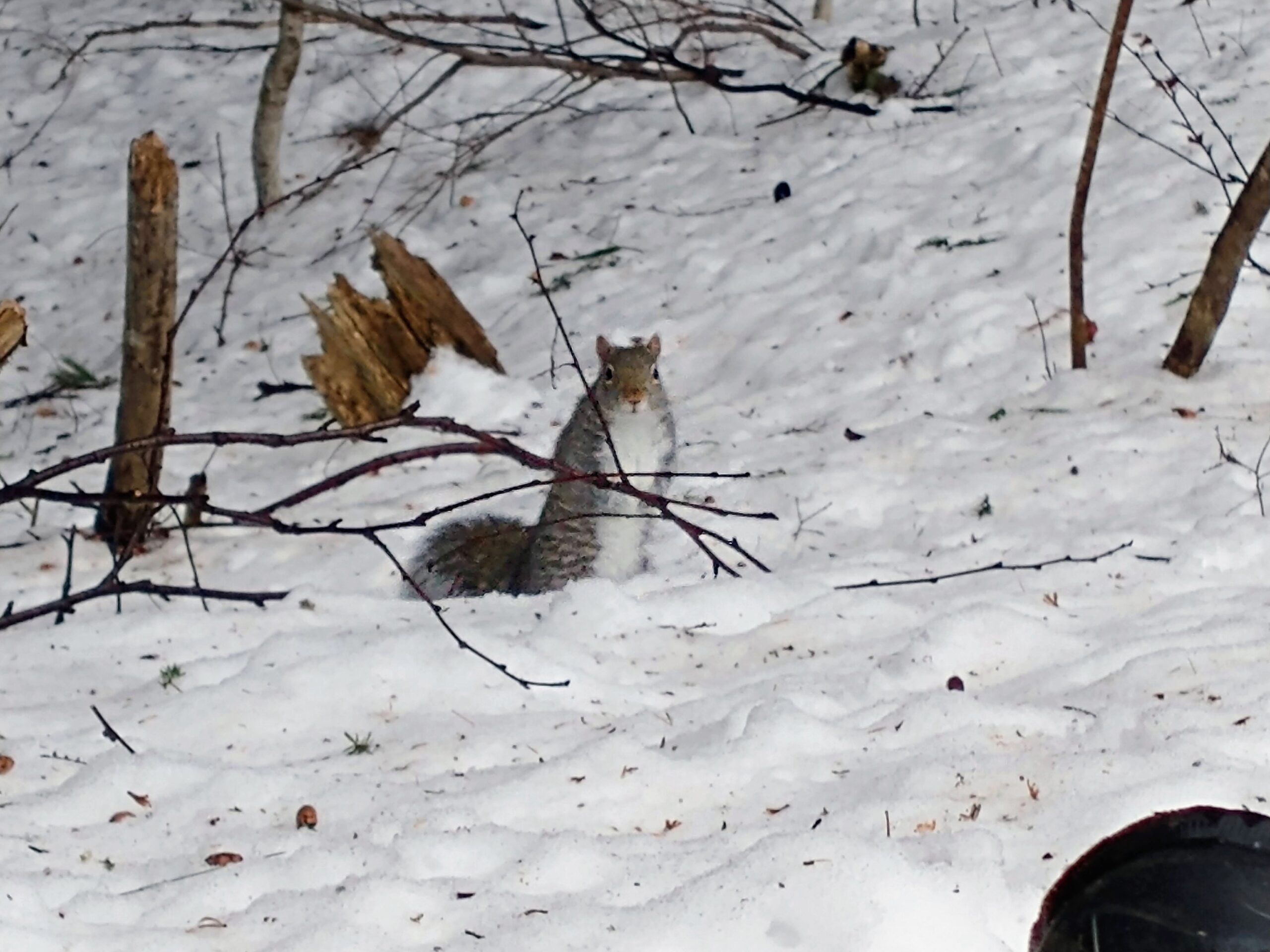 a grey squirrel sits on his haunches on snow covered ground behind a fallen branch