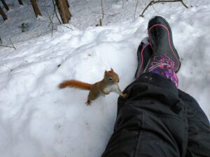 an American red squirrel stands on snow with one front foot against an outstretched human leg covered in snow pants