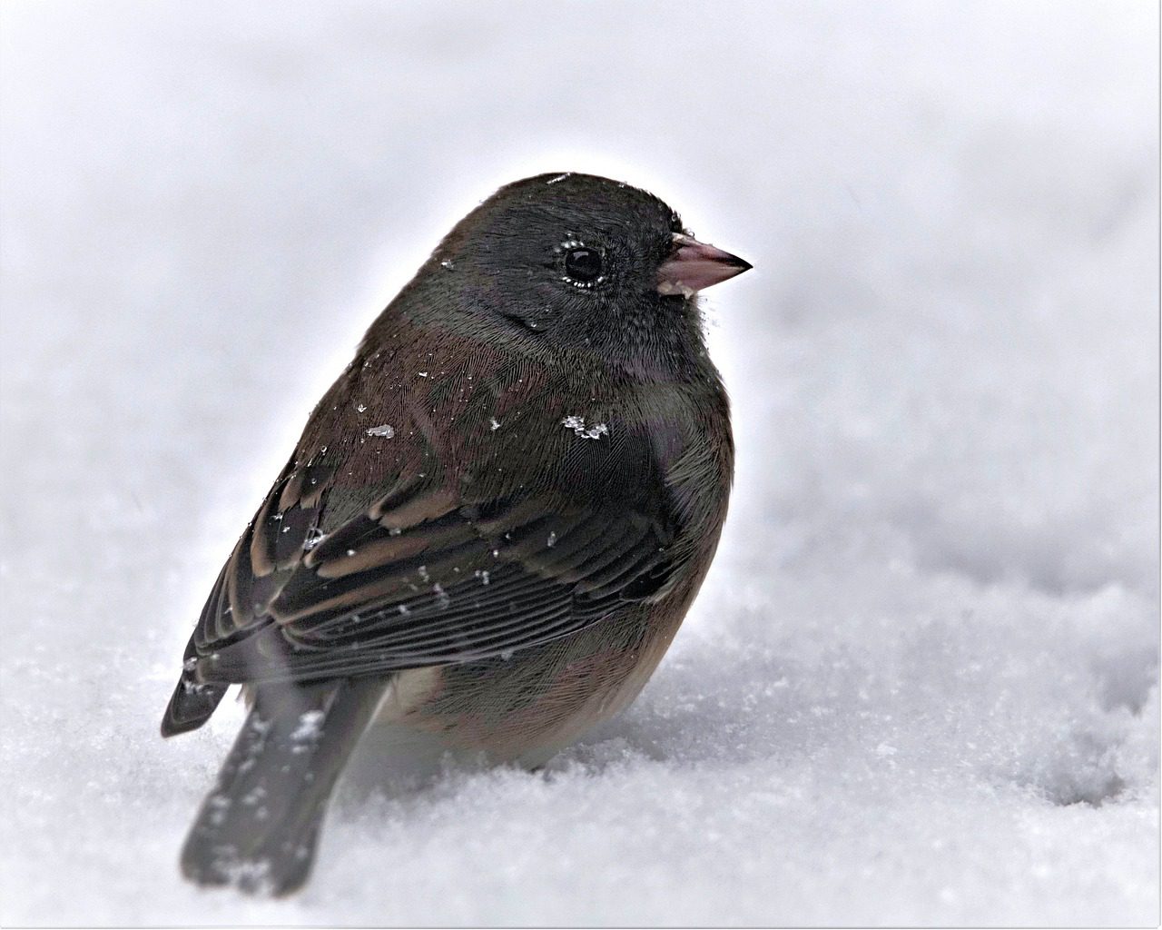 small dark colored junco bird sitting on snow