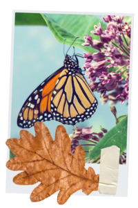 monarch butterfly on native plant